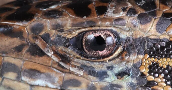 Close-up of of Tegu lizard eye (Tupinambis cuzcoensis). In rainforest, Yasuni National Park, Orellana province, the Ecuadorian Amazon.