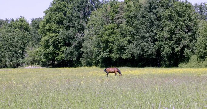 Horses and spring, Auvergne, France.