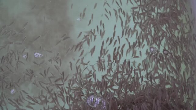 4K Close Up White Catfish Fry Swimming in Hatchery Tank &ndash; Aquaculture Industry, Fish Seed Production and Sustainable Fisheries Concept