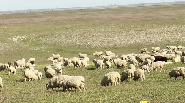 A giant flock of fluffy sheep eats grass in a wide, open landscape. The scene feels peaceful and quiet under the bright sky. This calm view shows the simple beauty of life in the countryside.