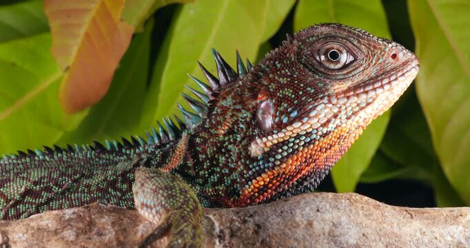 Amazon forest dragon (Enyalioides laticeps), close-up of head. From rainforest in Yasuni National Park, Orellana province, in the Ecuadorian Amazon.
