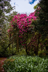 Fototapeta premium Beautiful fully bloomed pink rhododendron flowers in a park in Portugal, showcasing vibrant spring blossoms, lush greenery, and colorful floral beauty.