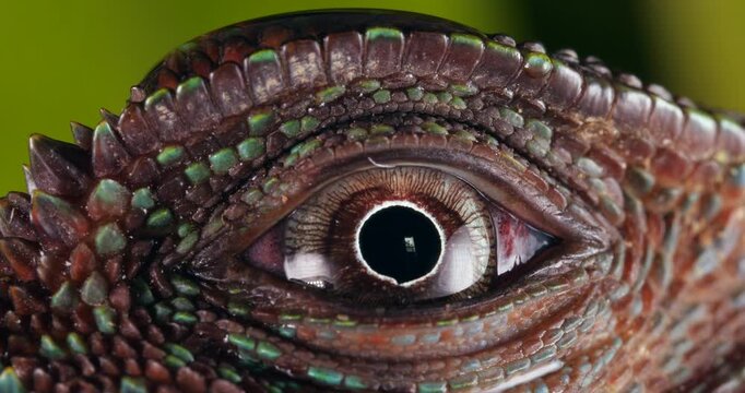 Amazon forest dragon (Enyalioides laticeps), close-up of eye. From rainforest in Yasuni National Park, Orellana province, in the Ecuadorian Amazon.