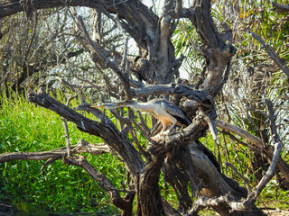 Fototapeta premium Australasian Darter Camouflaged in Tree