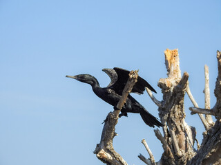 Fototapeta premium Little Black Cormorant Stretching Wings