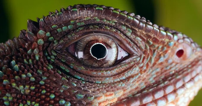 Amazon forest dragon (Enyalioides laticeps), close-up of eye. From rainforest in Yasuni National Park, Orellana province, in the Ecuadorian Amazon.