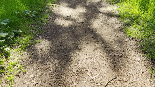Soft shadows fall across a dirt path covered in pine needles and twigs. Bright green grass grows along the edges, creating a peaceful and grounded feeling of a quiet moment in nature.
