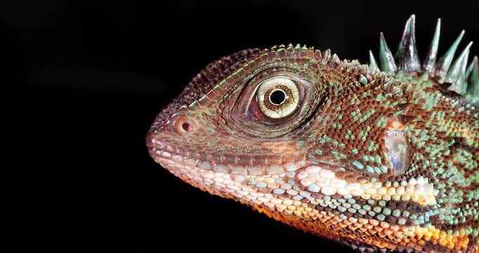 Amazon forest dragon (Enyalioides laticeps), close-up of head. From rainforest in Yasuni National Park, Orellana province, in the Ecuadorian Amazon.
