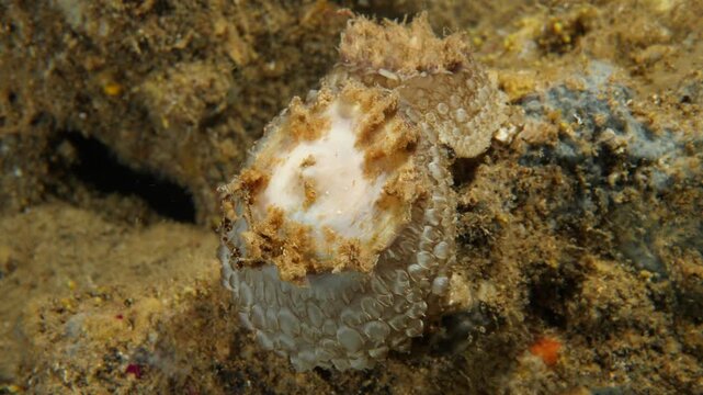 umbraculum umbraculum sea snail nudybranch mating underwater