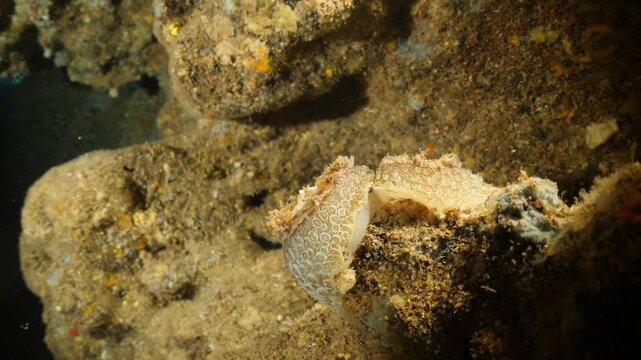 umbraculum umbraculum sea snail nudybranch mating underwater