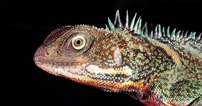 Amazon forest dragon (Enyalioides laticeps), close-up of head. From rainforest in Yasuni National Park, Orellana province, in the Ecuadorian Amazon.