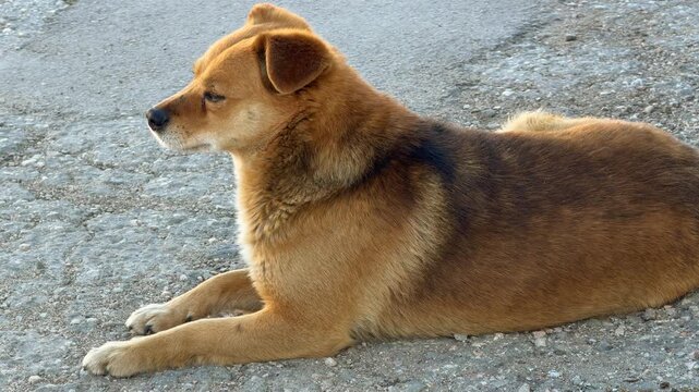 A mixed-breed brown dog lies down on a rough gravel path. Its expressive eyes and tilted head create a feeling of gentle curiosity and cautious hope. This quiet scene captures a peaceful moment.