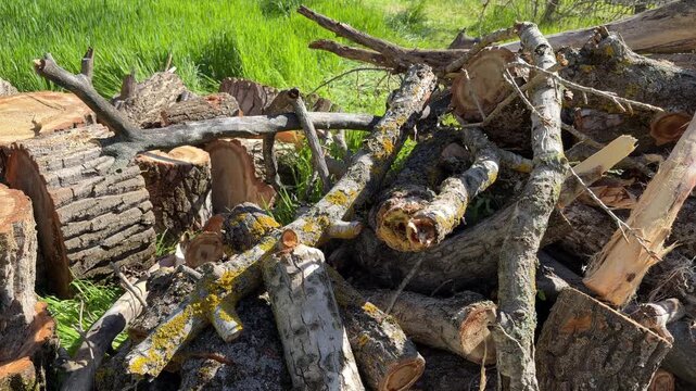 Large wooden tree trunks and broken branches sit piled on bright green grass. The scene feels quiet and earthy, capturing the raw beauty of natural timber in a peaceful outdoor setting.