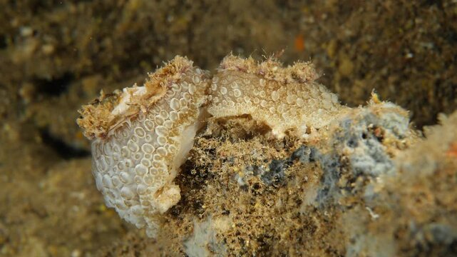 umbraculum umbraculum sea snail nudybranch mating underwater