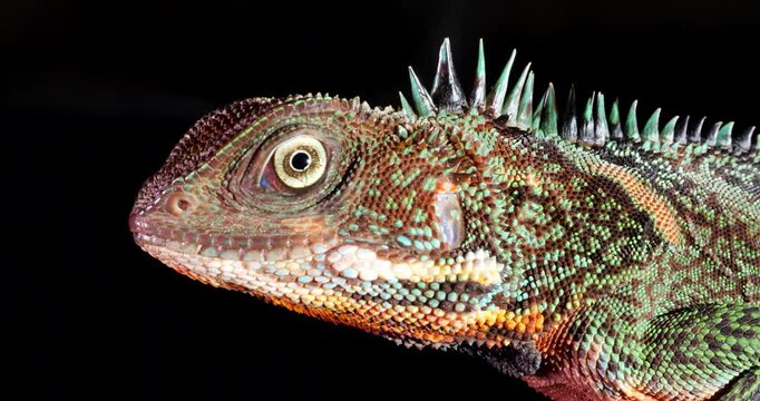 Amazon forest dragon (Enyalioides laticeps), close-up of head. From rainforest in Yasuni National Park, Orellana province, in the Ecuadorian Amazon.