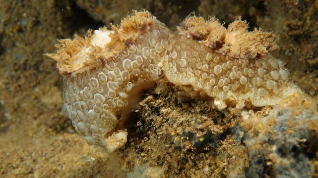 umbraculum umbraculum sea snail nudybranch mating underwater