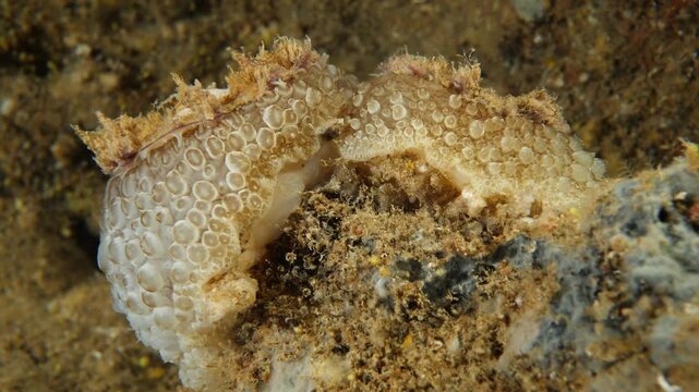 umbraculum umbraculum sea snail nudybranch mating underwater