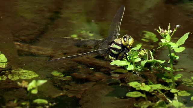 Closeup video of a female Anax immaculifrons, also known as the magnificent emperor dragonfly, laying eggs on aquatic plants in a clear freshwater stream in the Himalayan forests of India.
