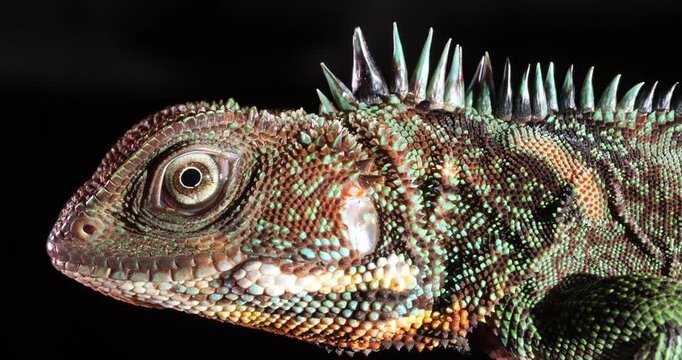 Amazon forest dragon (Enyalioides laticeps), close-up of head. From rainforest in Yasuni National Park, Orellana province, in the Ecuadorian Amazon.