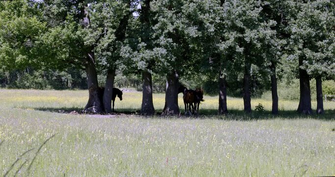 Horses and spring, Auvergne, France.