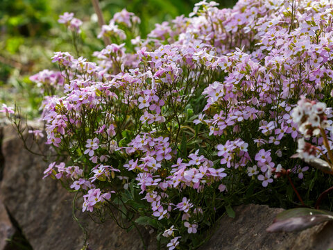 Arabis alpina rosea, the Alpine rock-cress, is a flowering plant in the family Brassicaceae