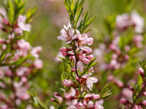 Steppe almond, or low almond, or dwarf almond , or laburnum ( lat. Prunus tenella ) is a shrub plant of the Rosaceae family