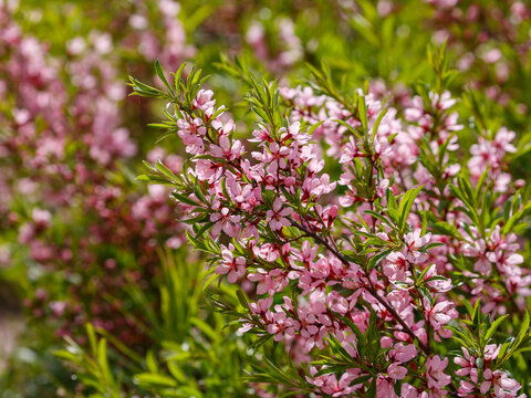 Steppe almond, or low almond, or dwarf almond , or laburnum ( lat. Prunus tenella ) is a shrub plant of the Rosaceae family