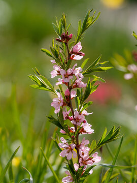 Steppe almond, or low almond, or dwarf almond , or laburnum ( lat. Prunus tenella ) is a shrub plant of the Rosaceae family