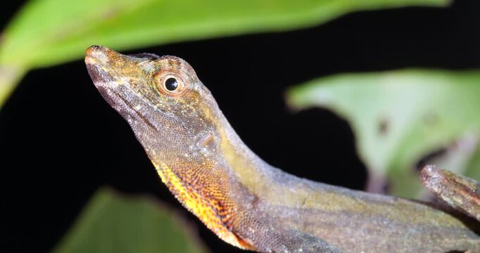 Yellow-tongued Anole lizard (Anolis scypheus). From rainforest in Yasuni National Park, Orellana province, in the Ecuadorian Amazon.
