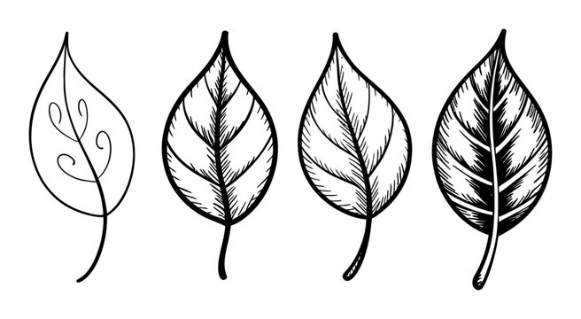 A set of four hand-drawn black and white leaf showing different levels of shading and detail