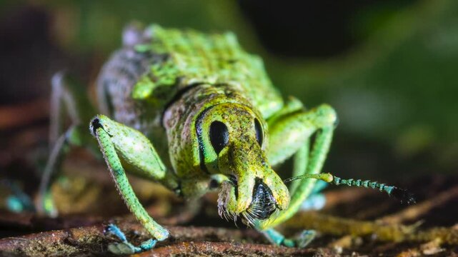Glitter Weevil (Compsus sp.), A bright green species from the Ecuadorian Amazon. An example of structural colouration, the iridescence is created from photonic crystals within the body scales.