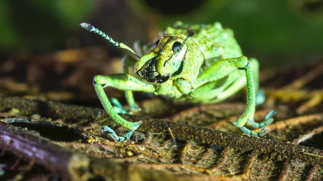 Glitter Weevil (Compsus sp.), A bright green species from the Ecuadorian Amazon. An example of structural colouration, the iridescence is created from photonic crystals within the body scales.