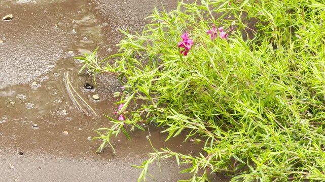 Intense rain drenching purple loosestrife beside a muddy puddle. The downpour creates a steady, rhythmic splashing sound, punctuated by deep, rumbling peals of thunder.