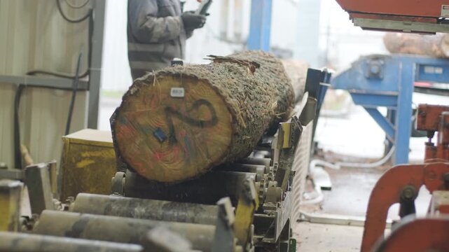 A heavy tractor carrying a bunch of wooden logs and placing them onto an automated conveyor at a sawmill facility
