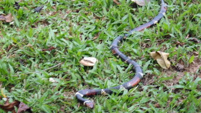Aquatic Coral Snake (Micrurus surinamensis). A highly venomous snake. Yasuni National Park, Orellana province, the Ecuadorian Amazon.