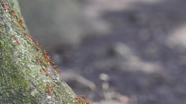 Red weaver ants crawling on a mossy tree bark.