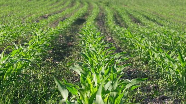 Young green corn sprouts growing in straight rows on an agricultural field. Commercial background for agribusiness, farming industry, food production, and sustainability concepts with copy space.