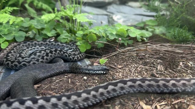 European grass snake Natrix natrix and European adder Vipera berus resting on forest floor beside wood sorrel Oxalis acetosella in temperate woodland habitat. Wild reptiles among moss pine needles and