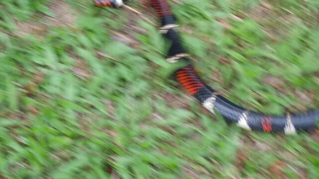 Aquatic Coral Snake (Micrurus surinamensis). A highly venomous snake. Yasuni National Park, Orellana province, the Ecuadorian Amazon.