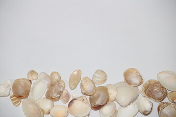 Obraz premium Sea shells isolated on white background