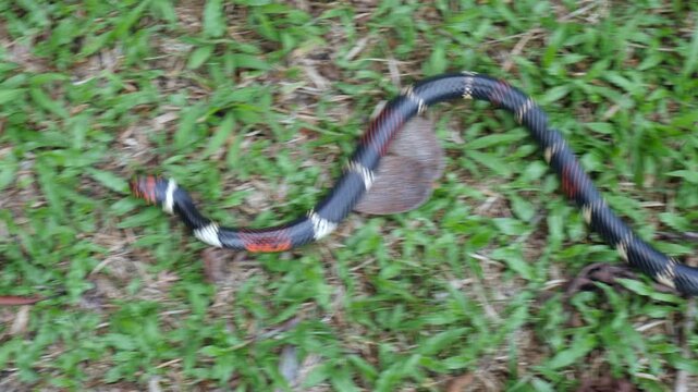 Aquatic Coral Snake (Micrurus surinamensis). A highly venomous snake. Yasuni National Park, Orellana province, the Ecuadorian Amazon.