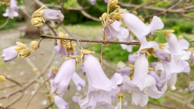 Foxglove tree flowers dangle from a slender branch in a park. The purple blossoms sway slightly as birds sing and a distant city hum fills the air. This creating a relaxing urban environment sound.