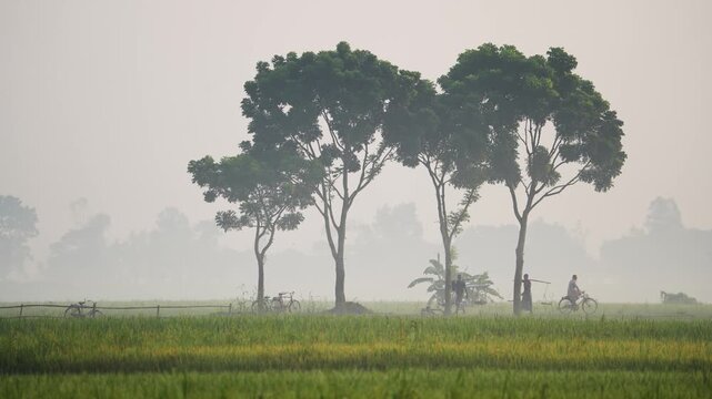 Bogura, Bangladesh - 17 May 2026: View of local farmers carrying baskets on shoulder poles through misty green rice fields with tall trees and bicycles in the background.