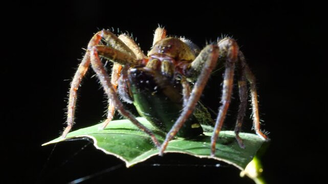 Wandering spider (family Ctenidae) eating a cockroach at night. Yasuni National Park, Orellana province, the Ecuadorian Amazon.
