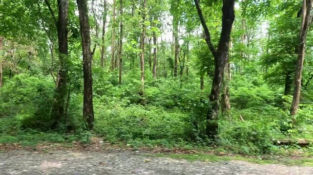  GoPro shot filmed from a moving vehicle through dense tropical forest at Siliguri and Jalpaiguri, showing lush vegetation, tall trees, and layered greenery along a roadside. 4k Jungle view.