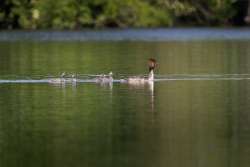 Famille de grèbes huppés © Laurent