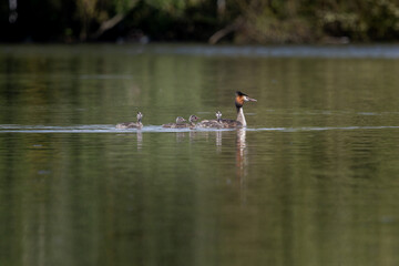 Famille de grèbes huppés © Laurent