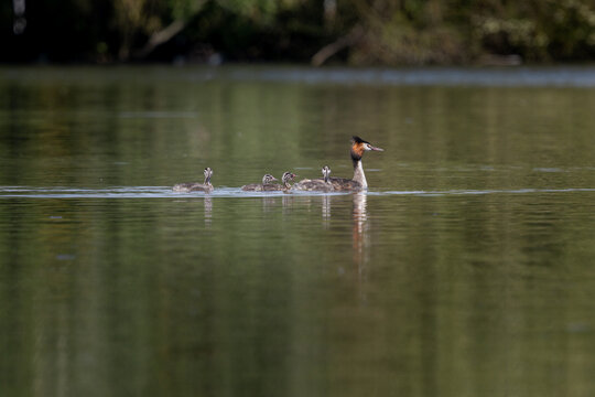 Famille de gr&egrave;bes hupp&eacute;s