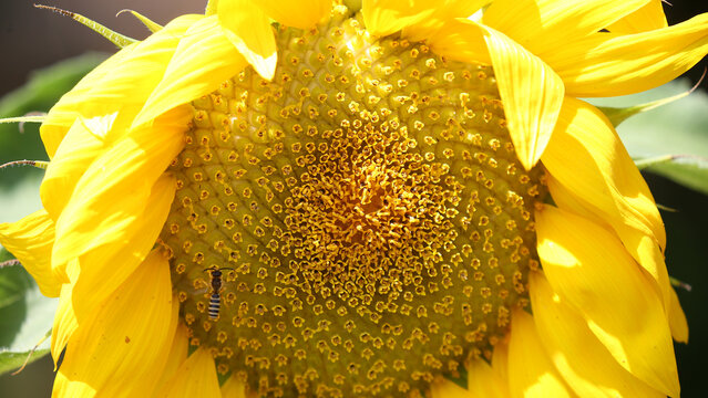 Girasol