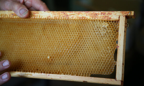 Panal de abeja